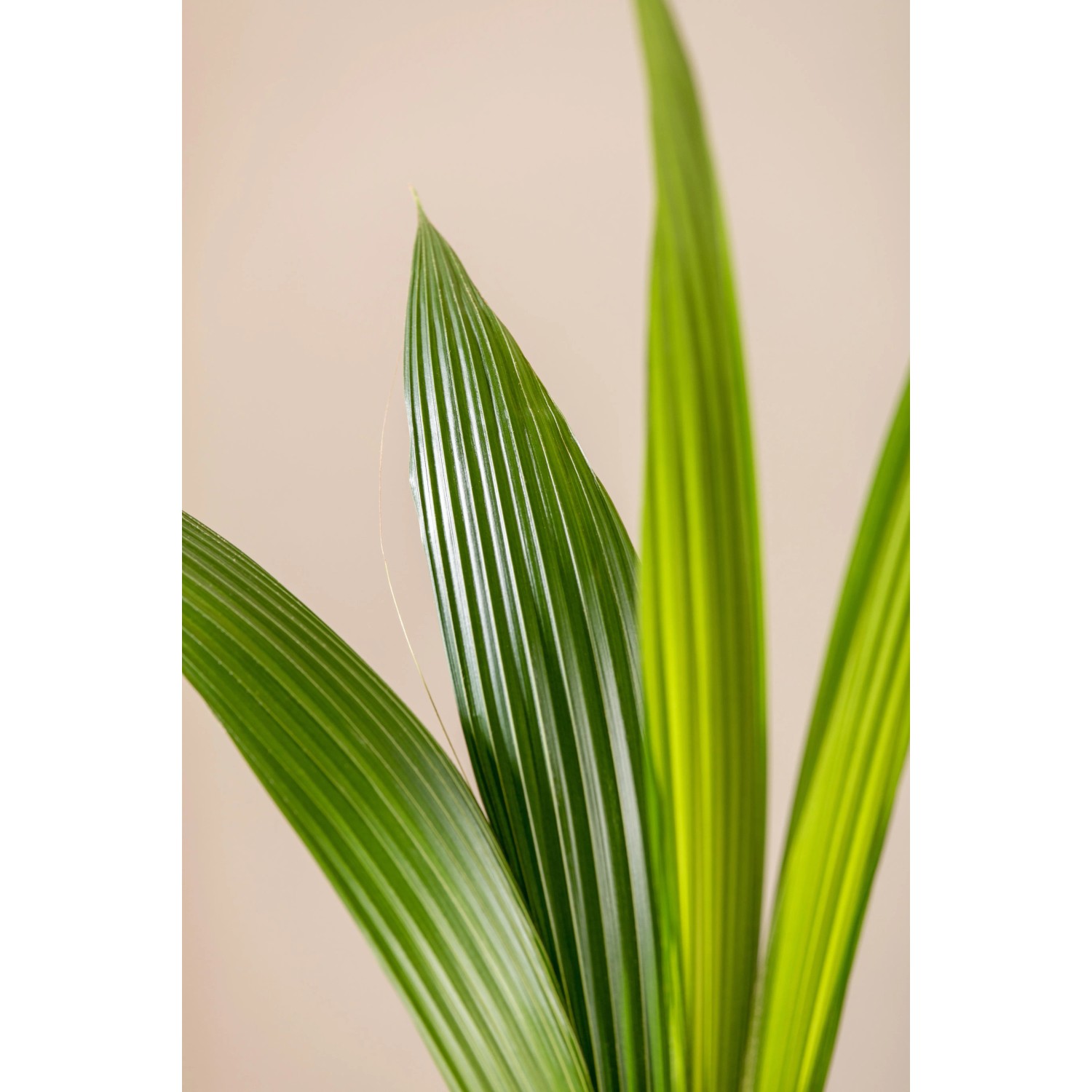 kautschukbaum zimmerpflanze Gummibaum Ficus Elastica Tineke – vielgrün main image 1