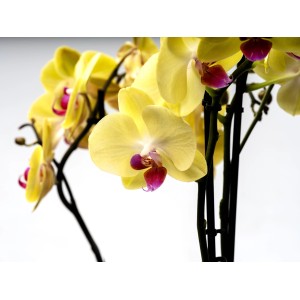 Gelbe Schmetterlingsorchidee Miraflora mit rosa Akzenten, Topf-Ø ca. 12 cm.