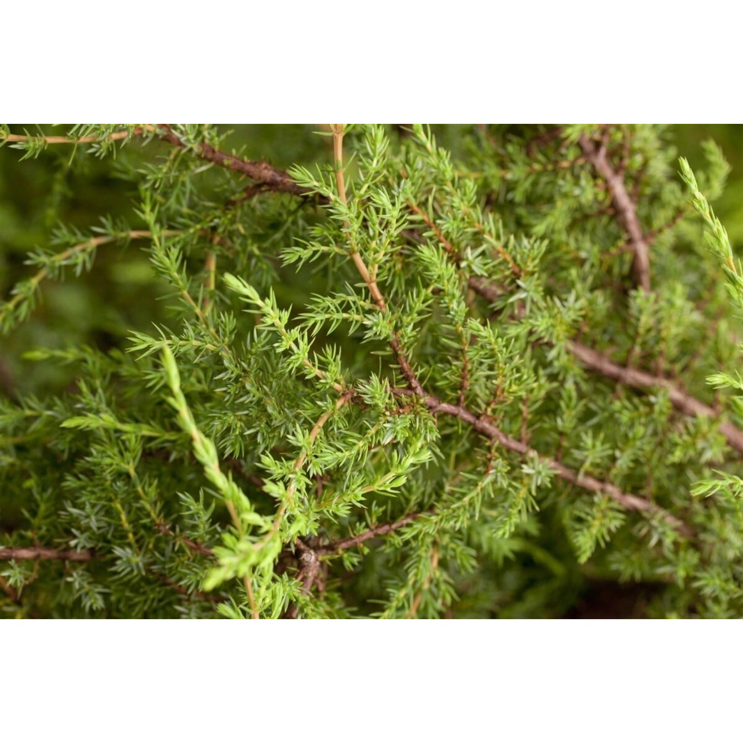 Juniperus Communis Hornibrookii Wacholder 20–30 cm günstig online kaufen