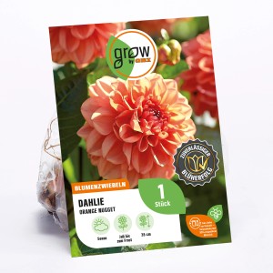 GROW by OBI Dahlie Orange Nugget, ca. 35cm hoch. Blumenzwiebel mit orangen Blüten.