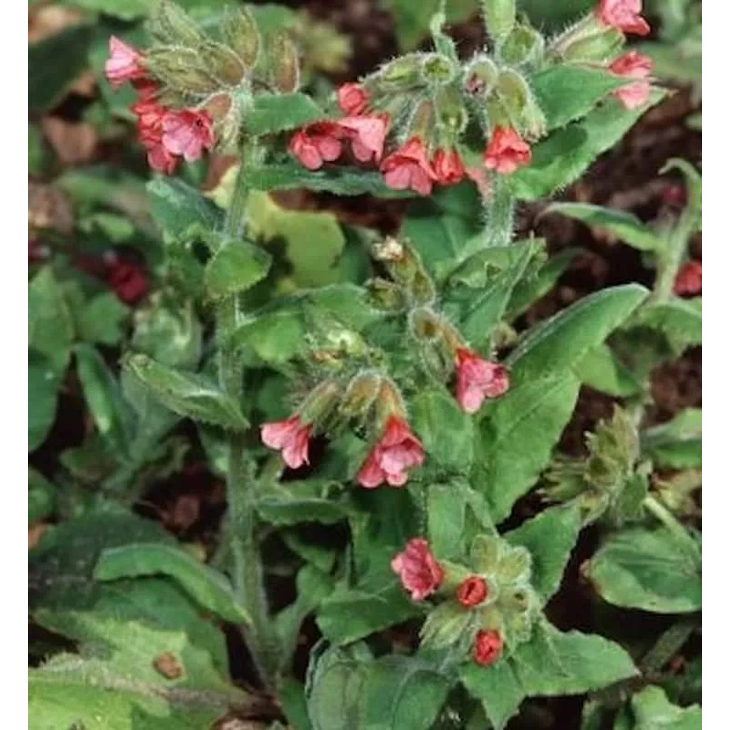 Lungenkraut Salmon Glow - Pulmonaria rubra