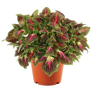 Buntnessel 'Main Spacecake' im Topf, eine dekorative Sommerpflanze mit dreifarbigem Blattwerk von GROW by OBI.