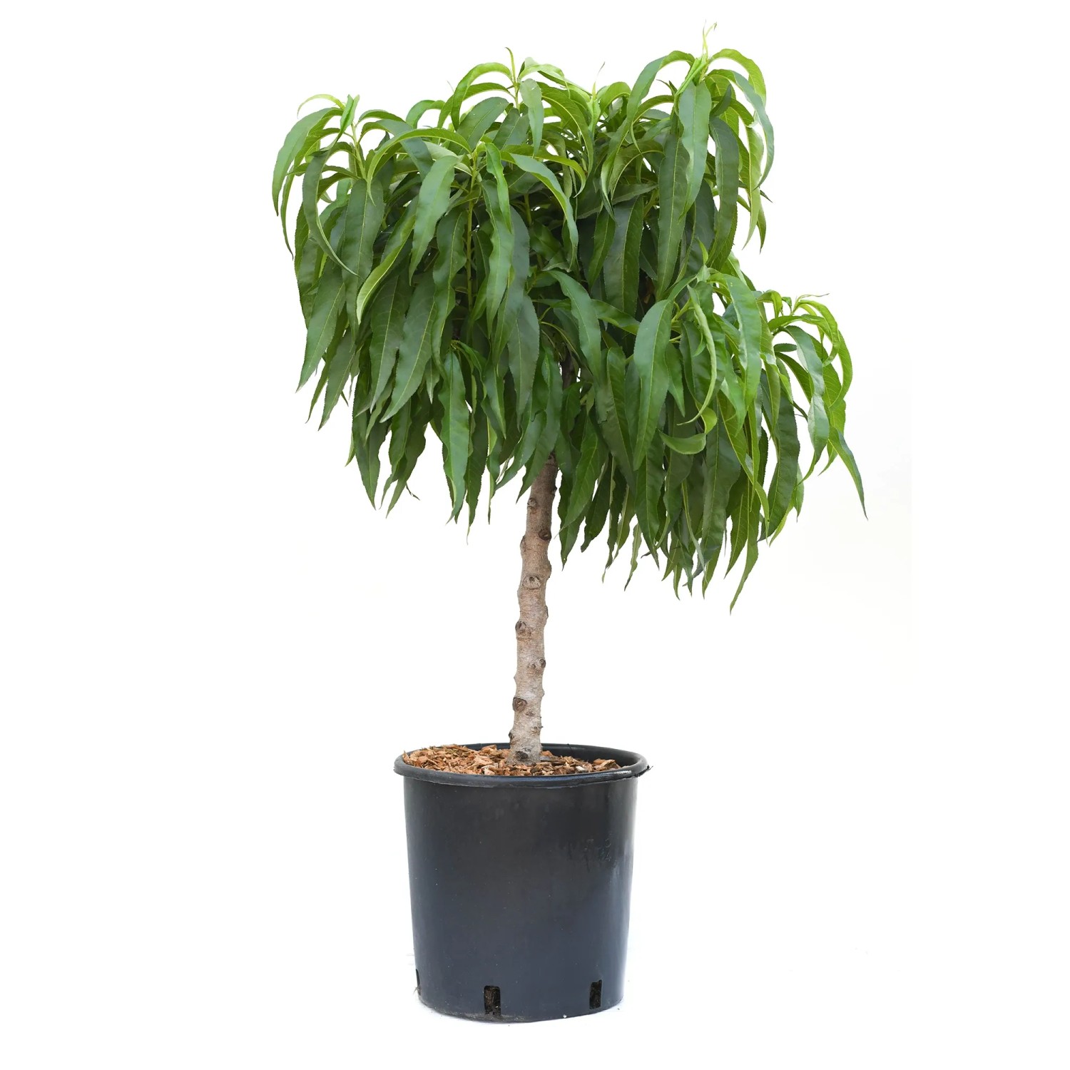 GROW by OBI Zwerg-Nektarinenbaum Ministamm Höhe ca. 60 cm Prunus nuc. Rubis