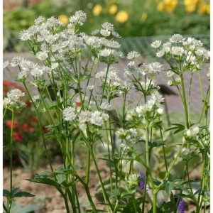 Weiße Sterndolde Snowstar (Astrantia major) im Gartenbeet.