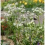 Weiße Sterndolde Snowstar (Astrantia major) im Gartenbeet.