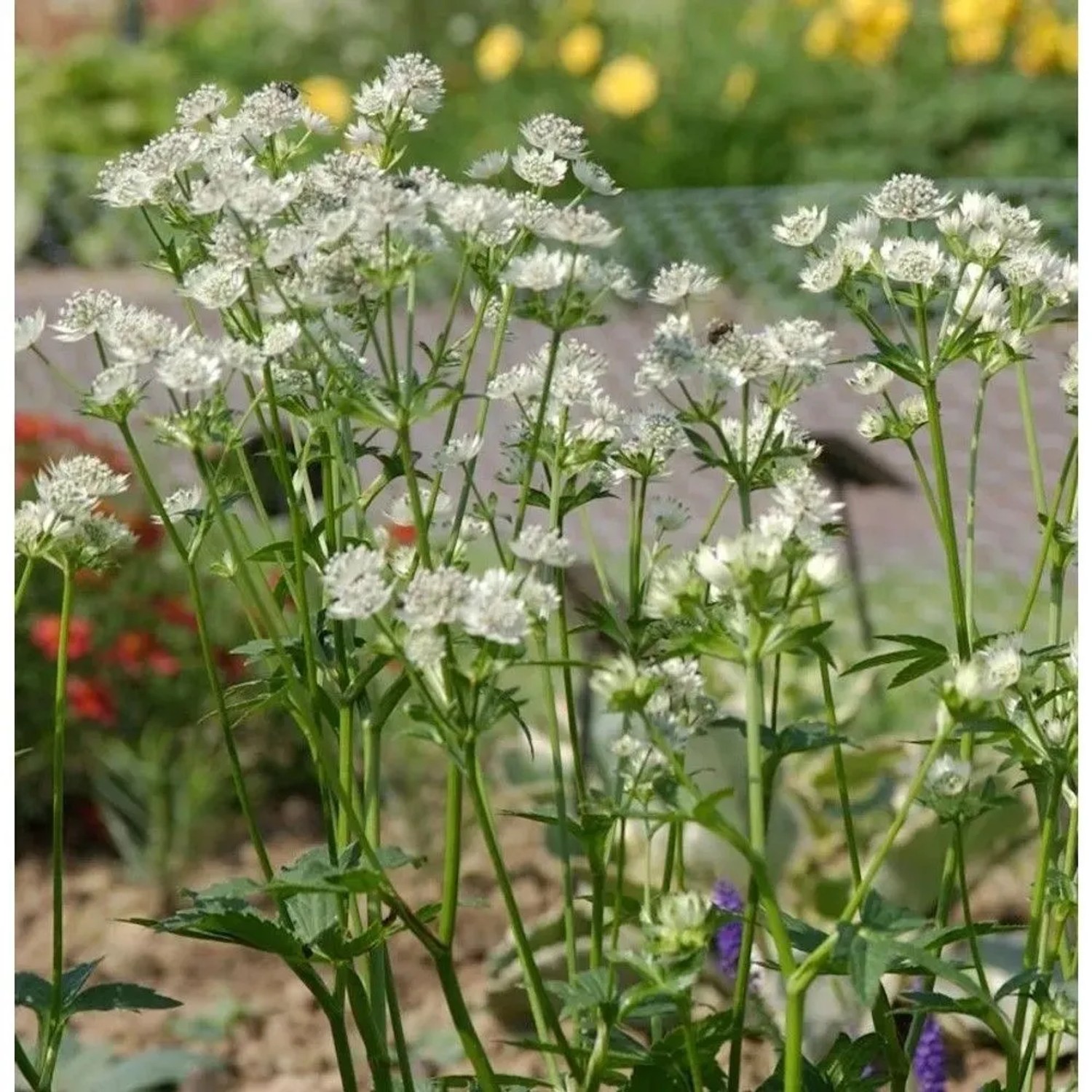 Sterndolde Snowstar - Astrantia major