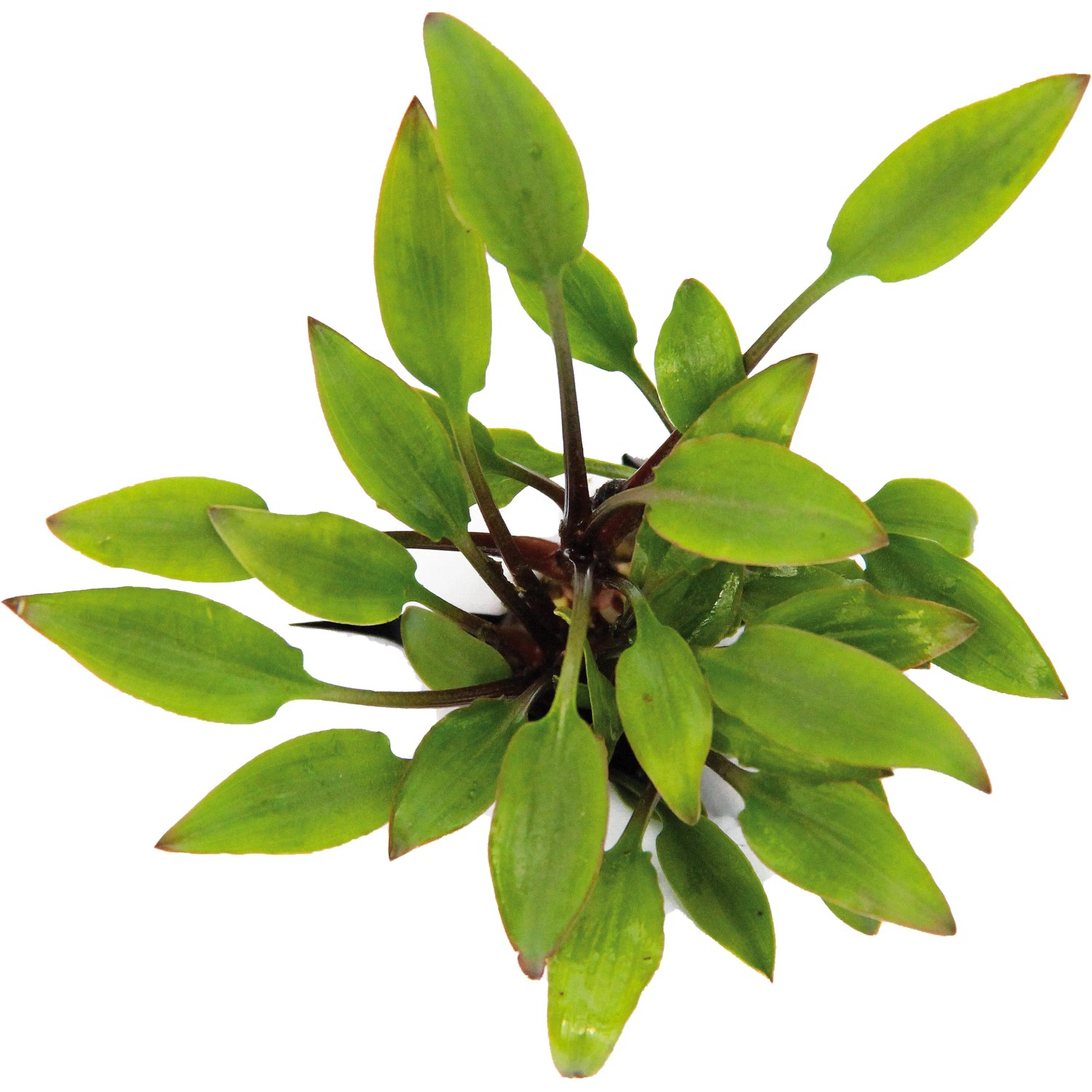 Dennerle Plants Aquariumpflanze Cryptocoryne Lutea Hobbit