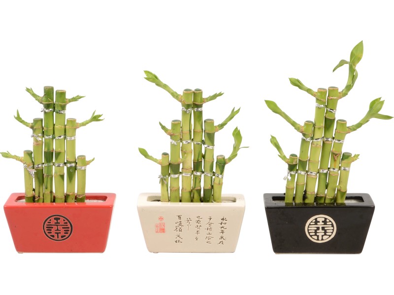 [Paket] Topf, bepflanzt mit 3er-Set Glücksbambus gerade- Höhe ca. 50 cm,  Topf-Ø 5 cm - Lucky Bamboo | Flowerbox Pro Floristikbedarf Onlineshop