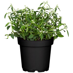 Sternwolfsmilch im Topf, ca. 30 cm hoch, mit kleinen weißen Blüten. Sommerpflanze für Kübel und Balkon.