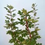 Baumfink Bibernellrose im Topf, 60-100cm, mit grünen Blättern und stacheligen Stielen.