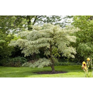 Etagen-Hartriegel 'Variegata' mit grün-weißen Blättern im Garten.