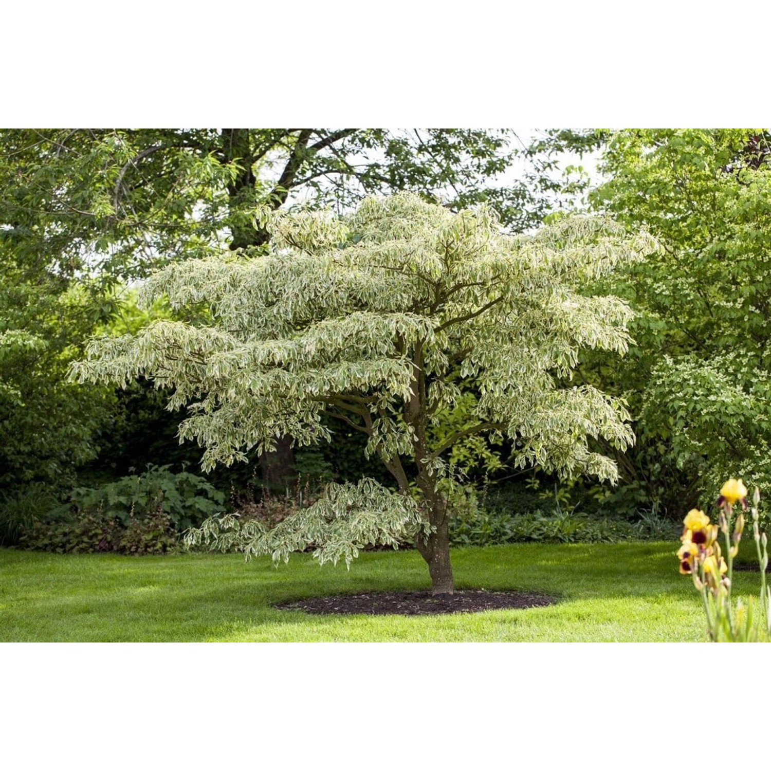 Etagen-Hartriegel 'Variegata' mit grün-weißen Blättern im Garten.