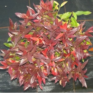 Traubenheide 'Red Cap' (Leucothoe axillaris), ca. 15-20 cm hoch, mit roten Blättern.