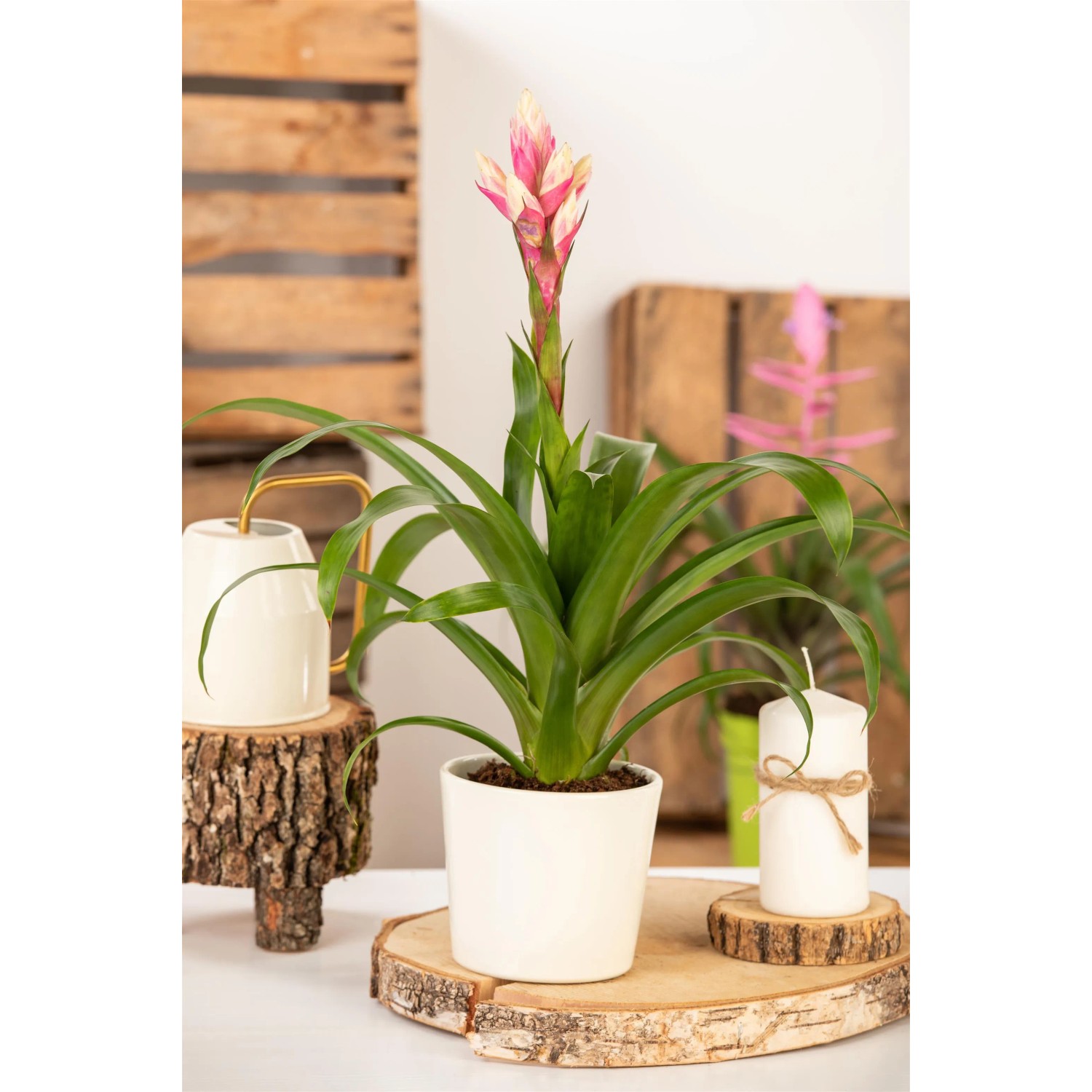 Guzmanie 'Candy' im weißen Topf, eine farbenfrohe Blühpflanze mit rosa Blüte.