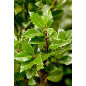 Detailaufnahme der Ilex meserveae 'Heckenpracht' Heckenpflanze mit grünen Blättern.
