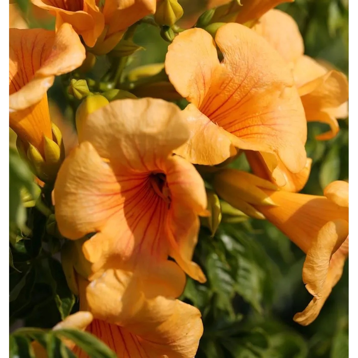 Große Klettertrompete Summer Jazz Gold 60-80cm - Campsis tagliabuana