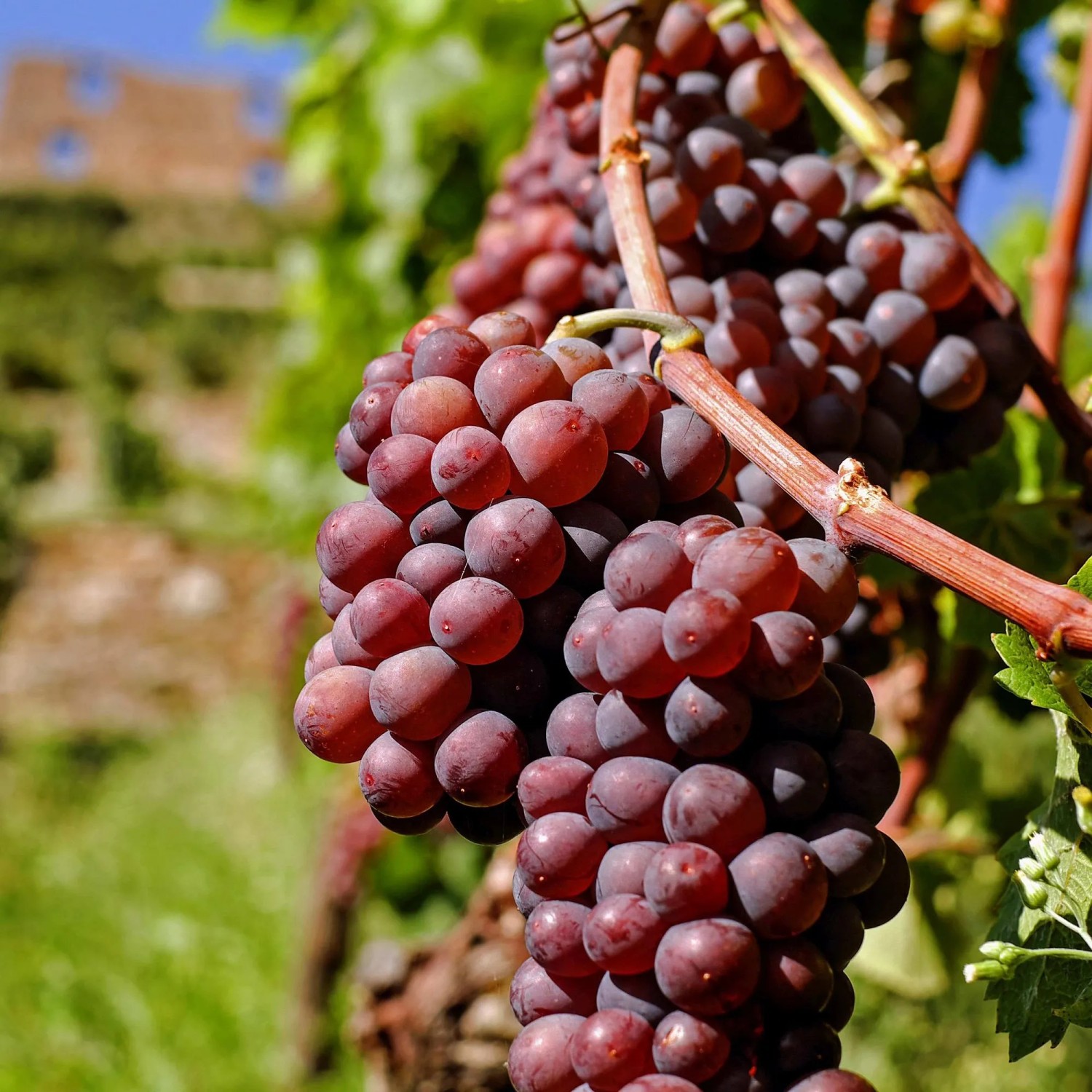Nahaufnahme: Reife, rote Weinrebe Vanessa (Vitis vinifera) mit grünen Blättern im Hintergrund.
