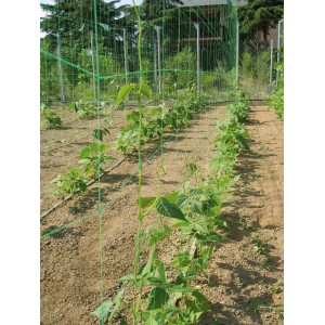 Grünes Ranknetz Premium 10x2m mit wachsenden Pflanzen im Gartenbeet.