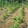 Grünes Ranknetz Premium 10x2m mit wachsenden Pflanzen im Gartenbeet.