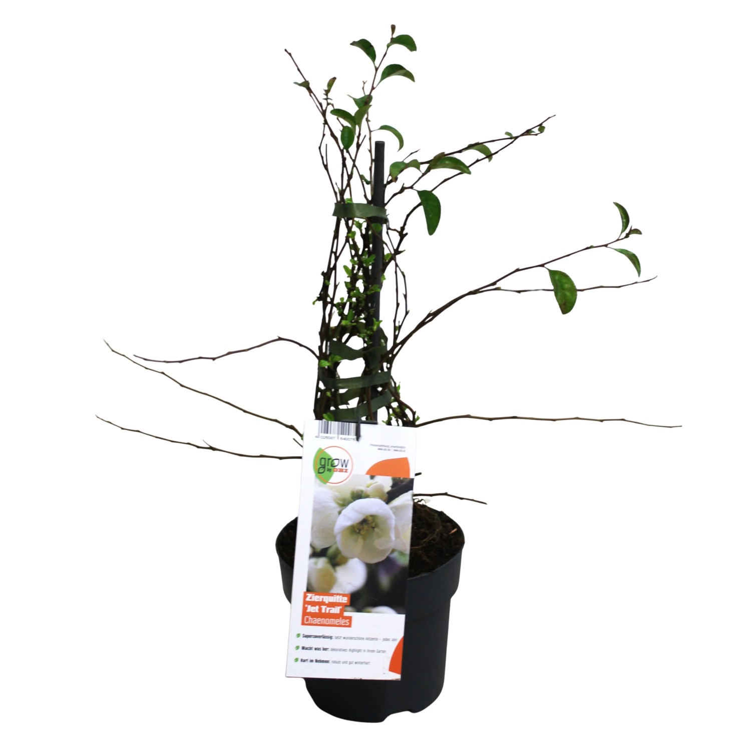 Zierquitte Jet Trail Weiß Höhe ca. 20 - 30 cm Topf ca. 2,3, Chaenomeles