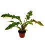 Exotenherz Philodendron Ring of Fire im 12cm Topf. Ungewöhnlicher Baumfreund mit panaschierten Blättern.