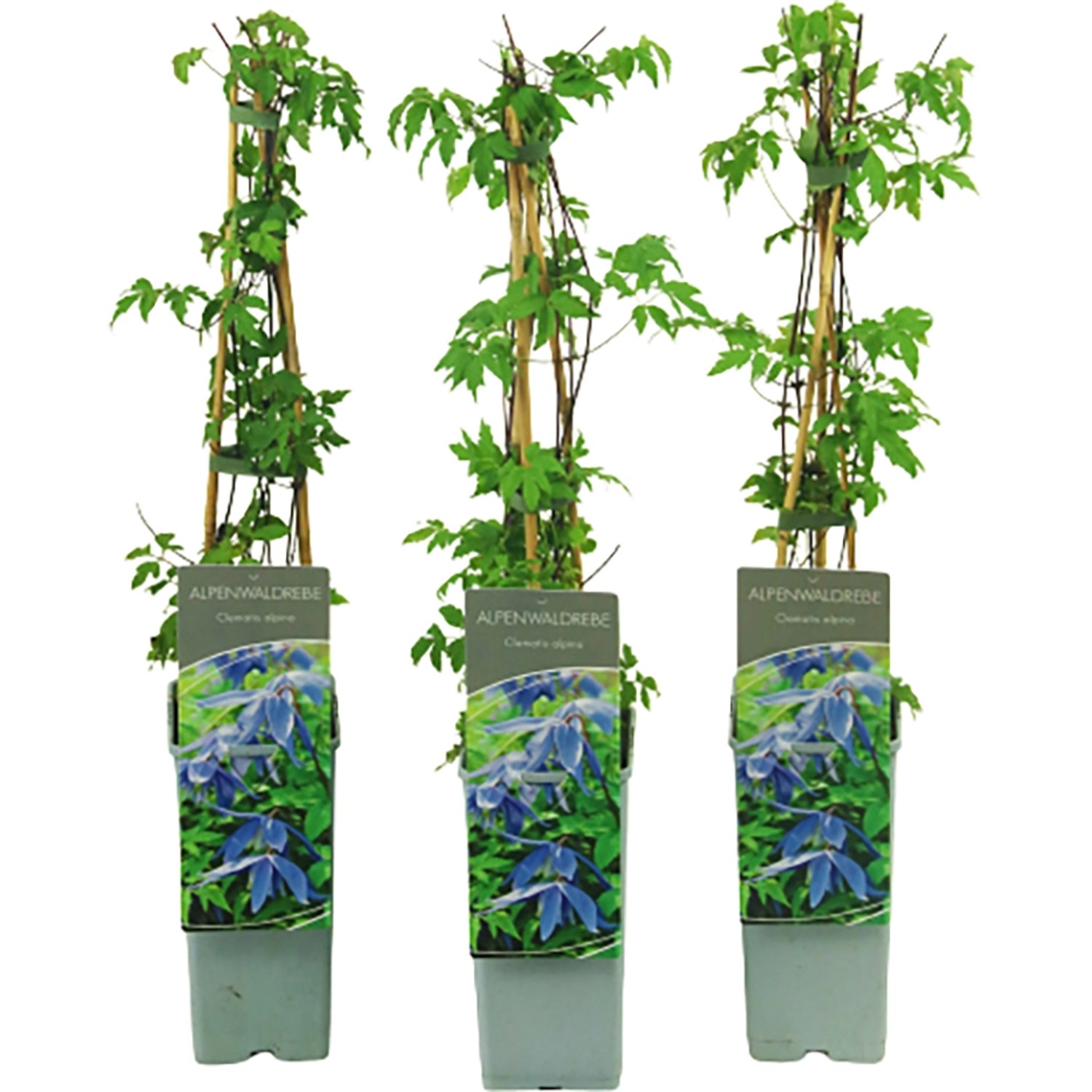 Alpen-Waldrebe Lilablau Höhe ca. 40 - 60 cm Topf ca. 2 l Clematis alpina