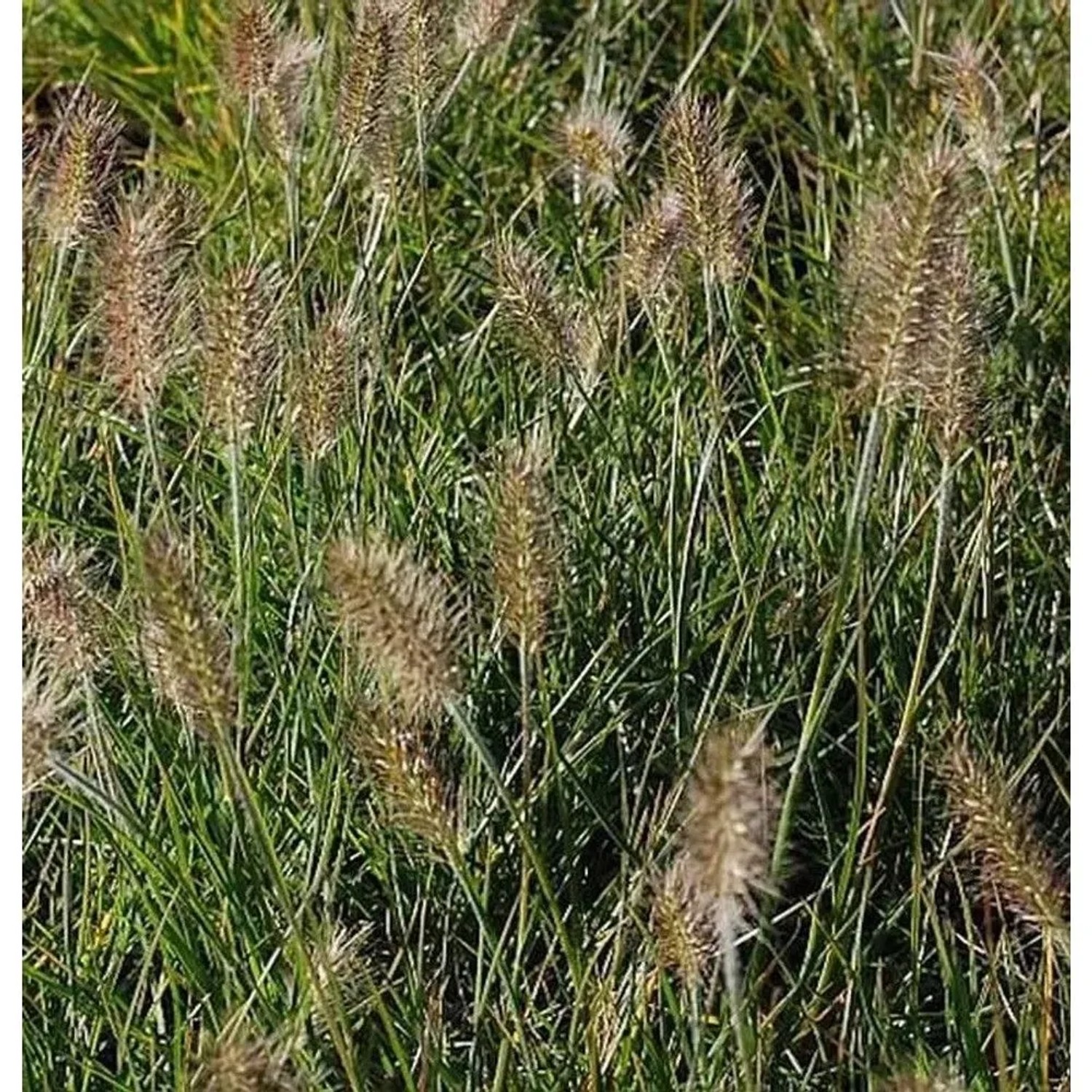 Lampenputzergras Little Bunny - großer Topf - Pennisetum alopecuroides