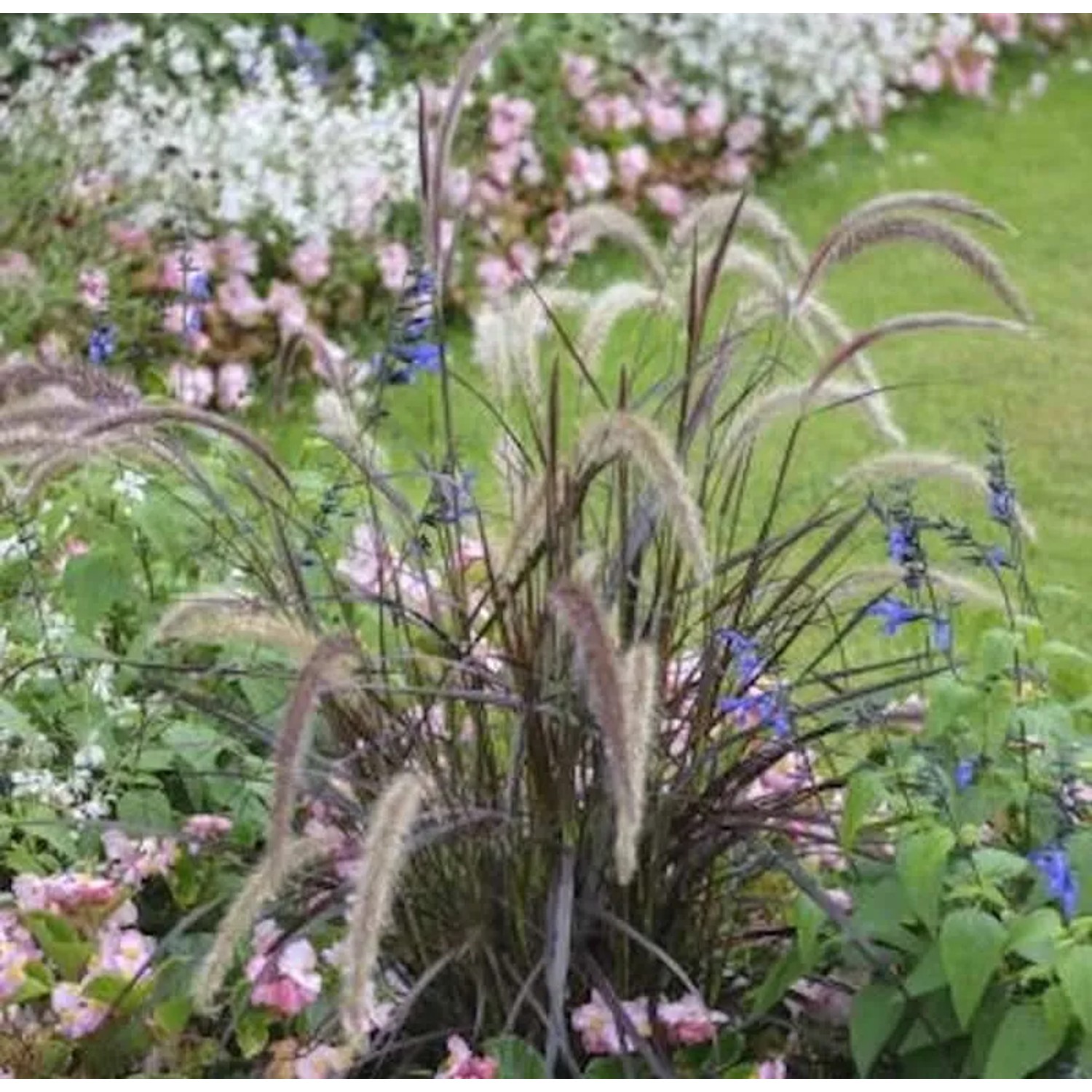 Rotes Lampenputzergras  - großer Topf - Pennisetum rubrum