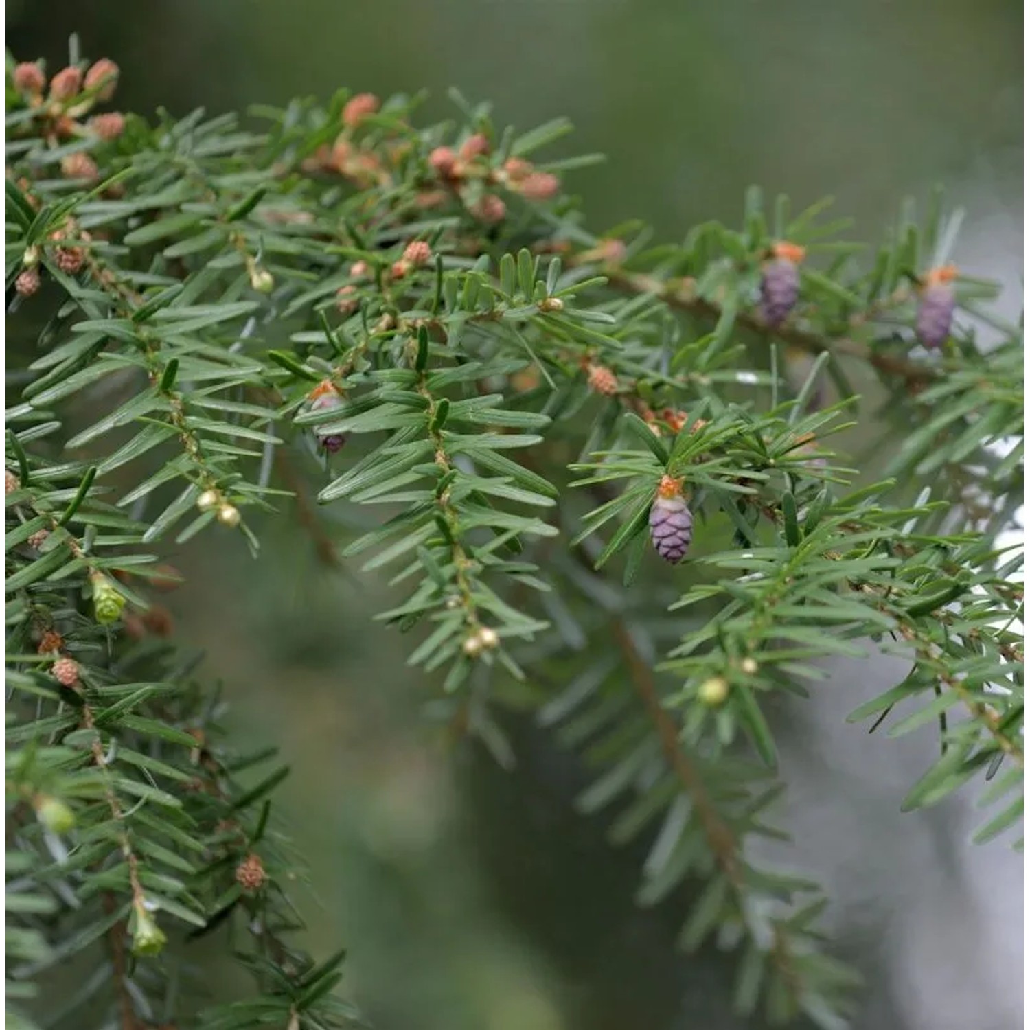 Westamerikanische Hemlocktanne 60-80cm - Tsuga heterophylla