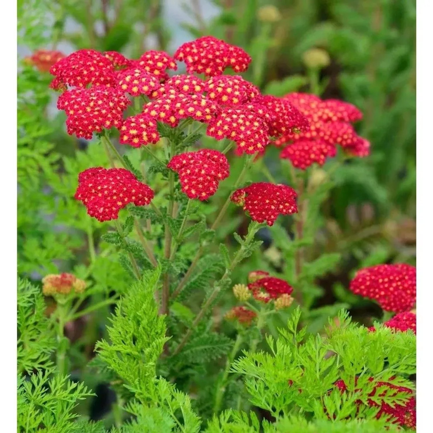 Schafgarbe Pomegranate - Achillea millefolium