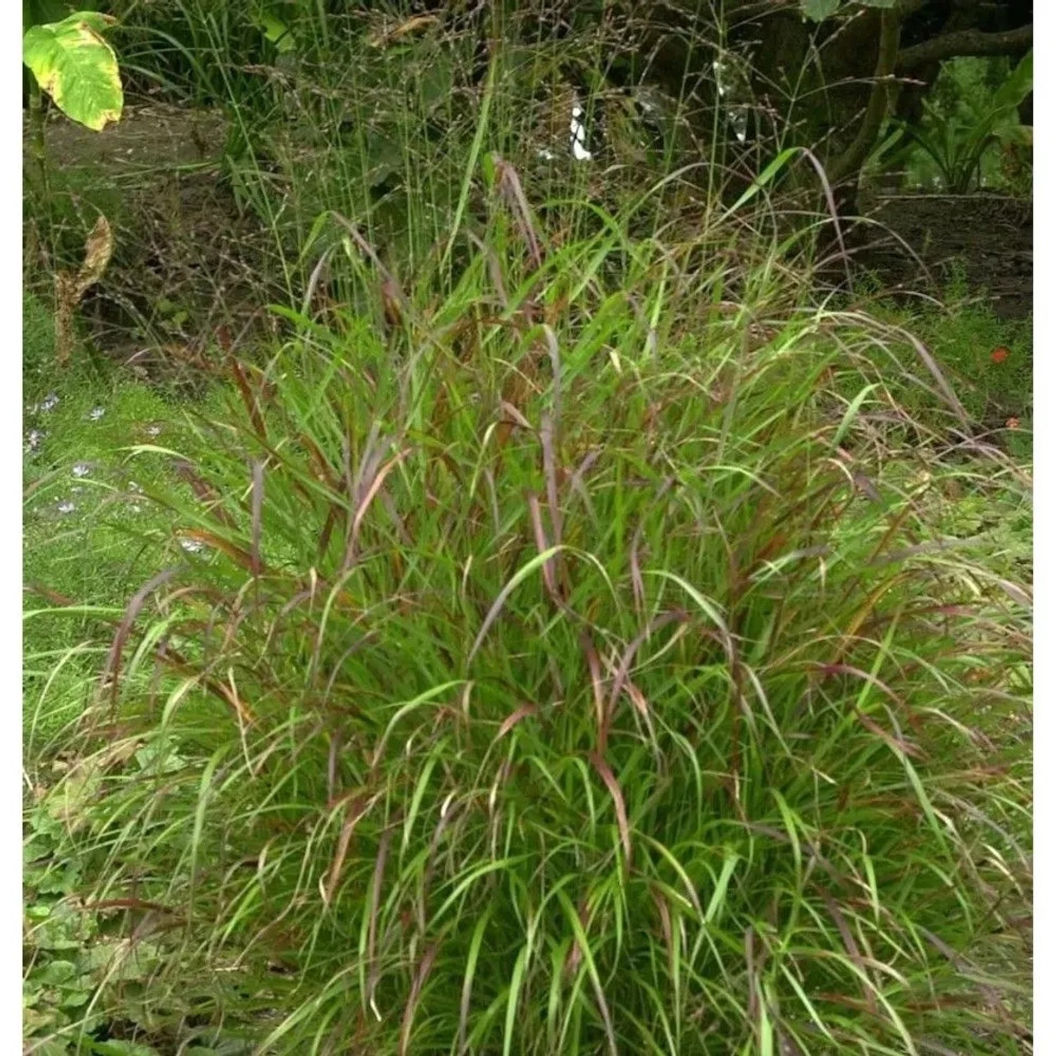 Rutenhirse Sangria - großer Topf - Panicum virgatum
