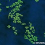 Dennerle Aquariumpflanze Azolla filiculoides, Schwimmfarn-Portion im Wasser.