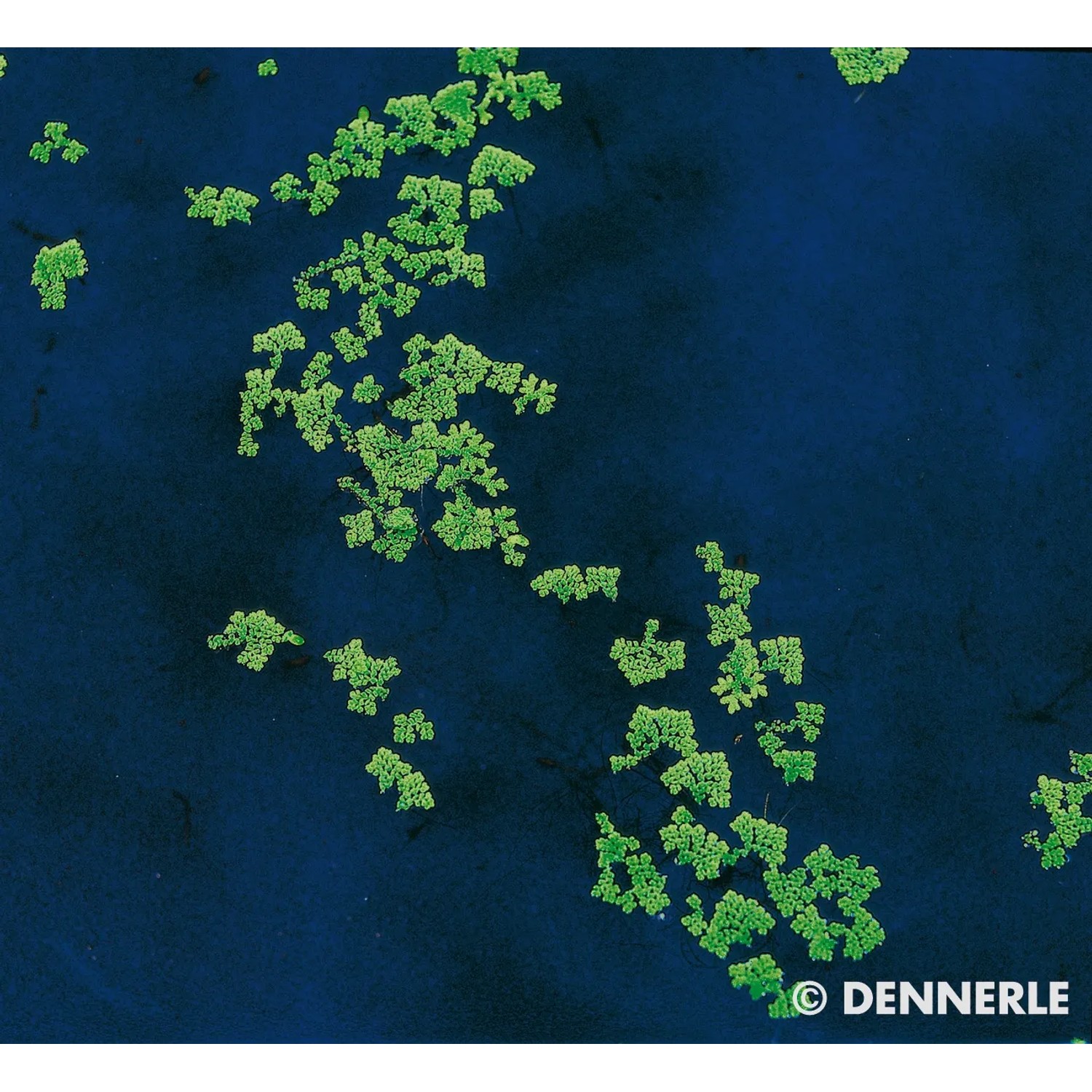 Dennerle Aquariumpflanze Azolla filiculoides, Schwimmfarn-Portion im Wasser.