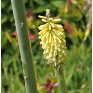 Gelbe Zitronen-Fackellilie (Kniphofia citrina), Detailaufnahme der Blüte.