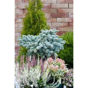 Abies Procera Wiesmoornixe Edeltanne (20–25 cm) mit bläulich-grünen Nadeln im Garten.