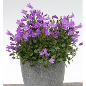 Teppich Glockenblume Resholt (Campanula portenschlagiana) im Topf mit lila Blüten.
