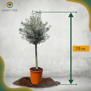 Hochstämmiger Olivenbaum (170 cm) im Topf. Winterhart bis -18°C, fruchtbildend.