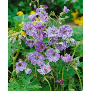 Nahaufnahme des blühenden Kaukasus-Storchschnabels 'Terre Franche' mit zarten, lila gestreiften Blüten.