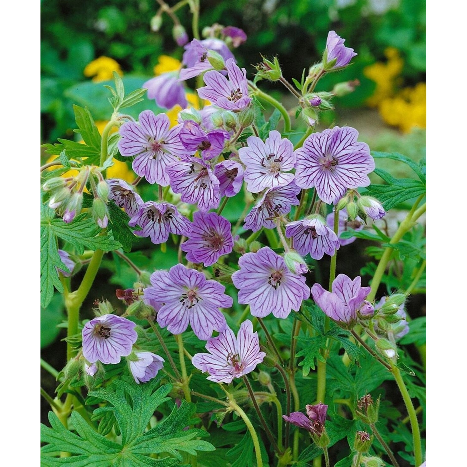 Geranium Renardii Terre Franche Kaukasus Storchschnabel Ca. 9x9 cm Topf günstig online kaufen