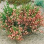 Besenginster 'Criterion' mit roten Blüten, 60-80 cm hoch, für Garten und Beet.
