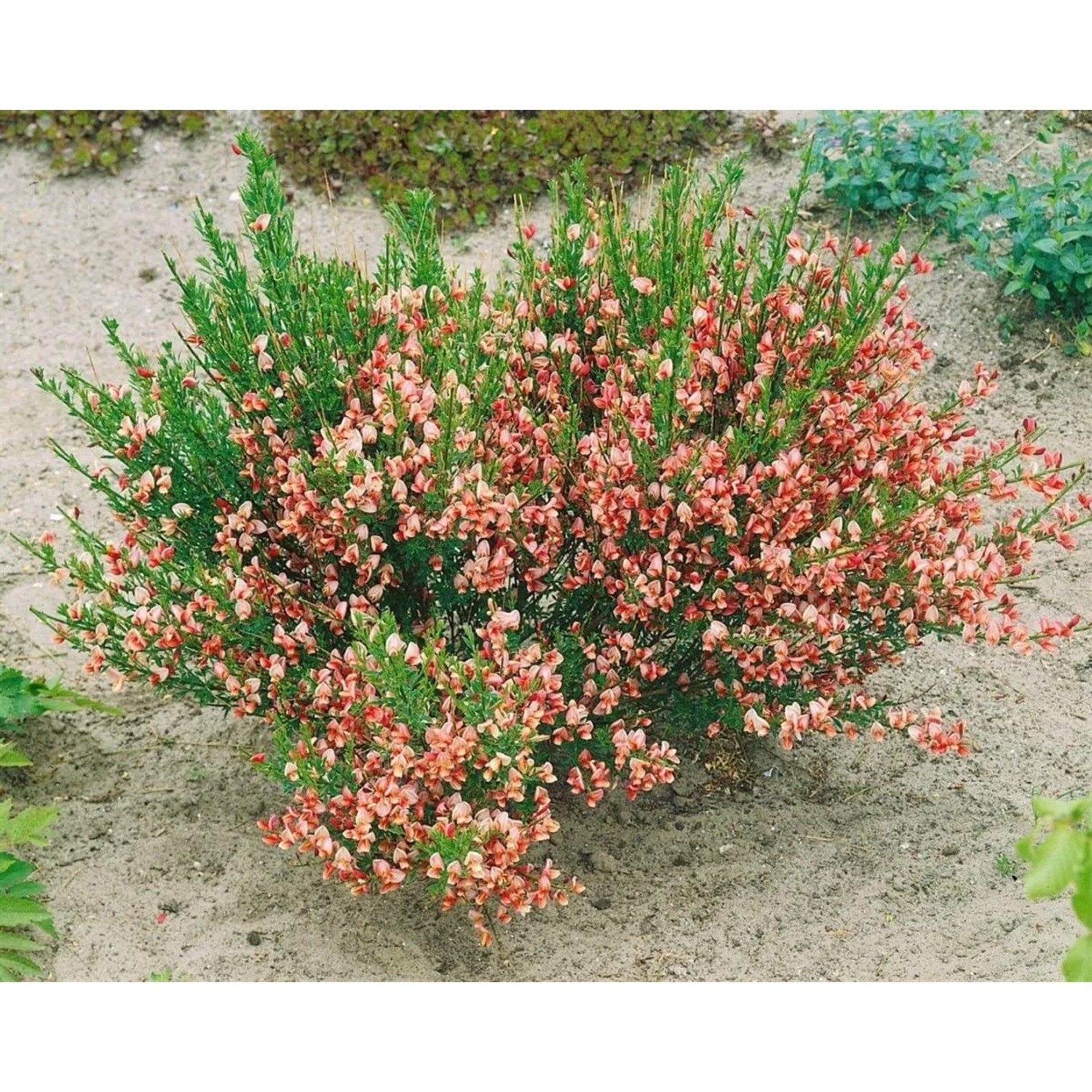 Besenginster 'Criterion' mit roten Blüten, 60-80 cm hoch, für Garten und Beet.