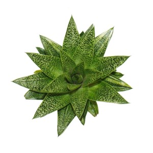 Exotenherz Sukkulente Gasteria D Tiga im 8,5cm Topf, Nahaufnahme.