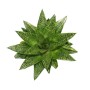 Exotenherz Sukkulente Gasteria D Tiga im 8,5cm Topf, Nahaufnahme.