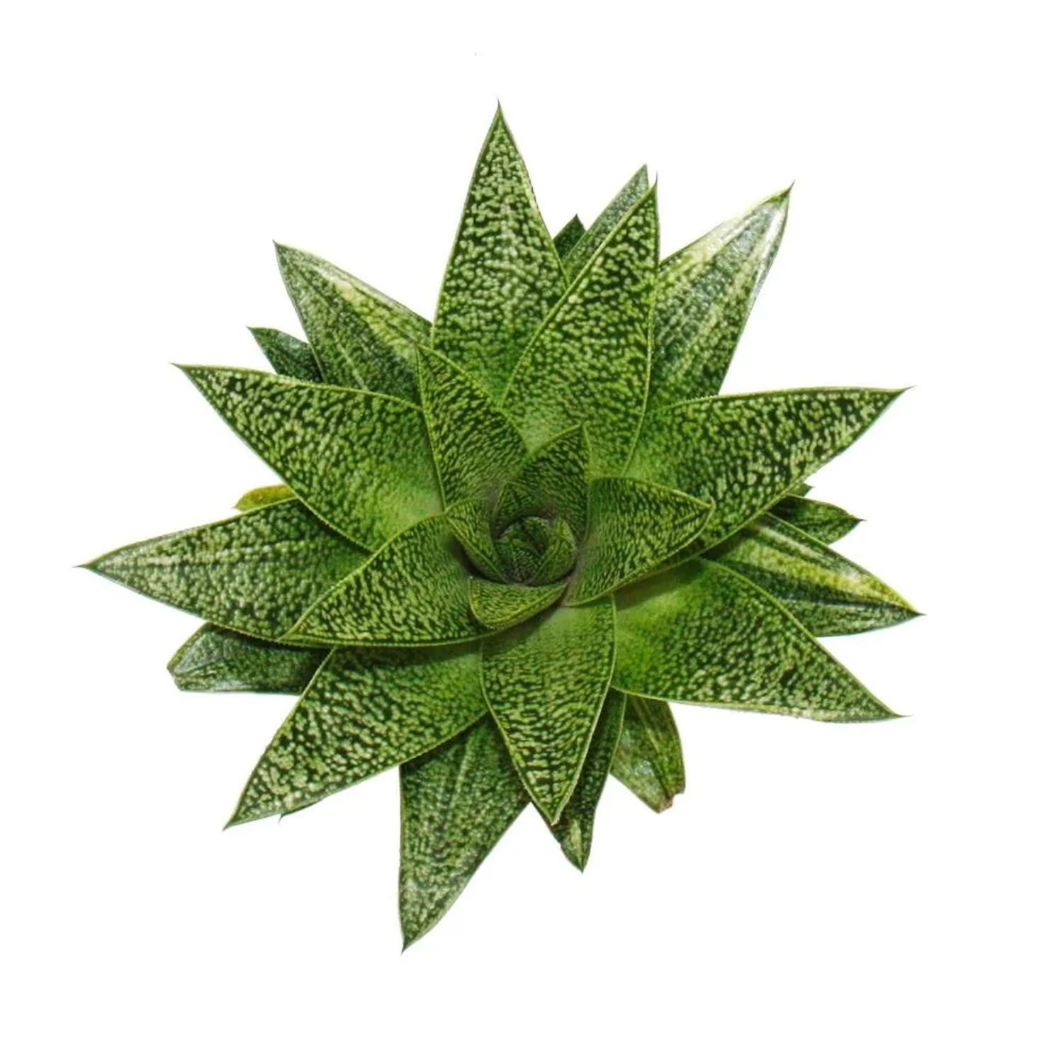 Exotenherz Sukkulente Gasteria D Tiga im 8,5cm Topf, Nahaufnahme.