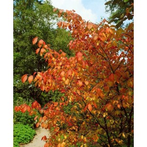 Spindelstrauch Euonymus Planipes mit rotem Herbstlaub, Stammhöhe 60 cm.