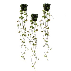 Exotenherz 3er Set: Ceropegia Woodii Leuchterblume im Topf mit herzförmigen Blättern.