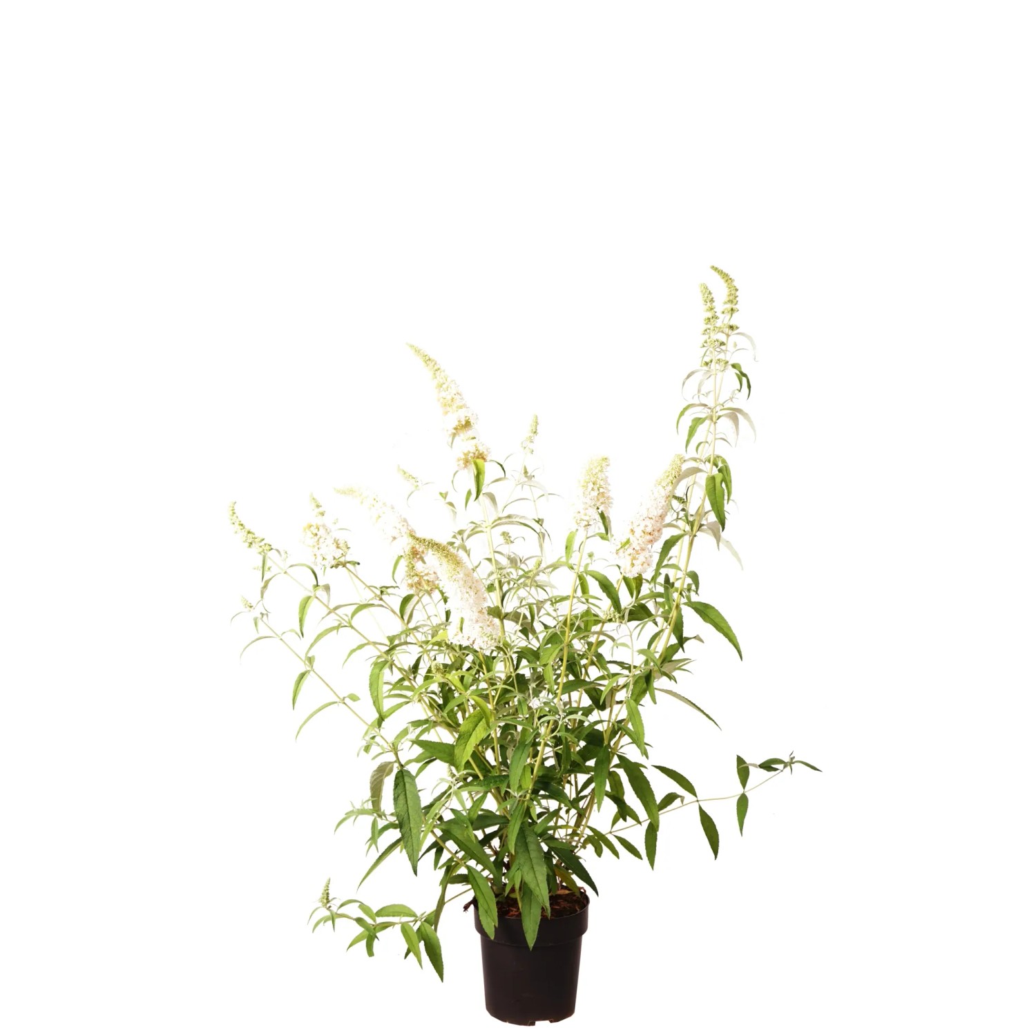 Sommerflieder "White Profusion" Topf ca. 4,5 l Buddleja davidii