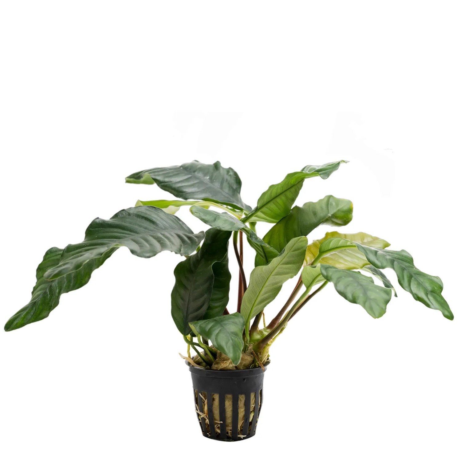 Anubias barteri var. coffeifolia