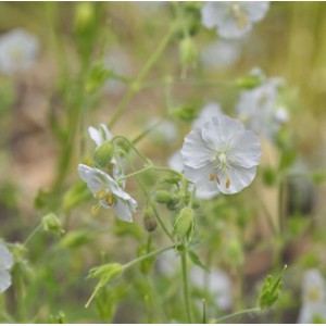 Dalmatiner Storchschnabel Album, weiße Blüte der winterharten Staude.