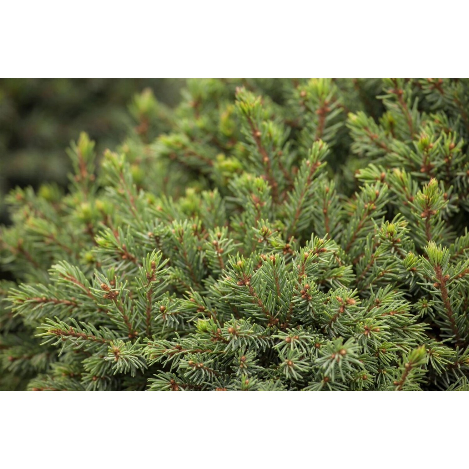 Picea Glauca Echiniformis Zwergfichte Kompakt Ca. 9x9 cm Topf günstig online kaufen